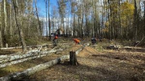 Падающие деревья, как новая форма осадков. Расчистка 20ти соток. Бесконечные берёзы. Работает Wolfa