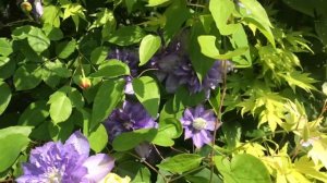 Clematis Blue Explosion | My English Rose garden
