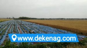 china Ginger planting in Weifang, Shandong