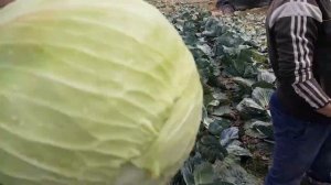 Идеальный гибрид белокочанной капусты для хранения от компании САКАТА КОРОНЕТ F1