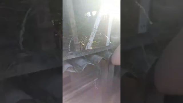 Кролики породы Серый Великан смотреть онлайн