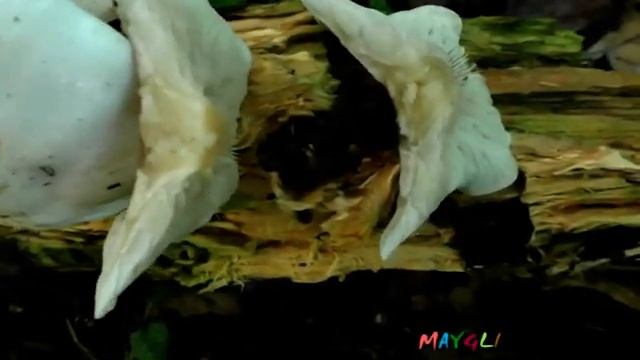 Говорушка Анисовая Ароматная Редкие грибы смотреть онлайн