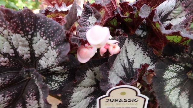 Winter Houseplant Shopping in Massachusetts смотреть онлайн