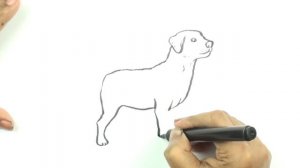 How to draw Labrador dog very easy and step by step.