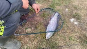 Лобня.Луговая. Рыболовный клуб Зелёный берег. Рыбалка на форель.