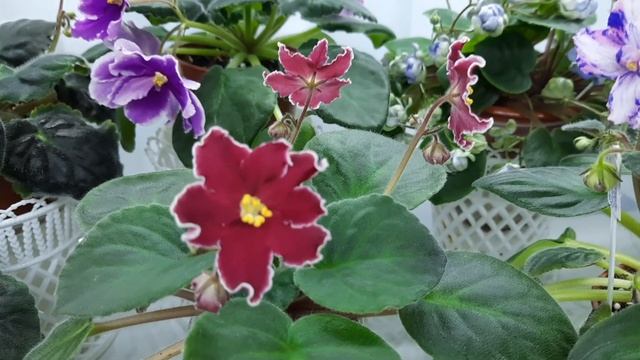 Цветение моих фиалок в марте 2022г. смотреть онлайн