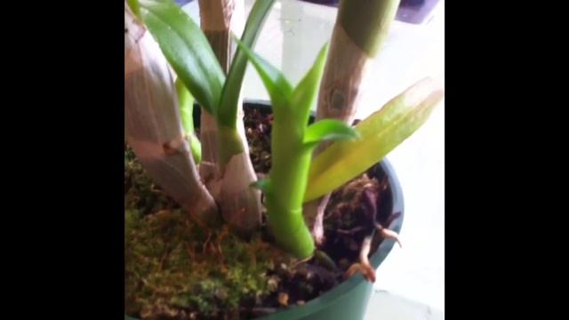 dendrobium + cymbidium + miltoniopsis orchids | april 2013 смотреть онлайн