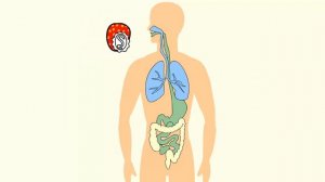 Цикл развития аскариды