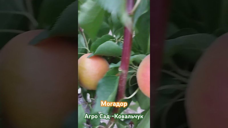 Абрикос Могадор - 28 мая 2024 - Агро Сад - Ковальчук
