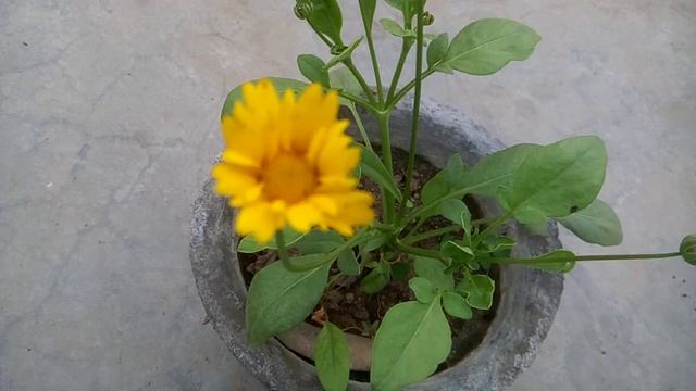 108 - COREOPSIS - Grow and care Tinctoria Coreopsis /Sand Coreopsis from seeds смотреть онлайн