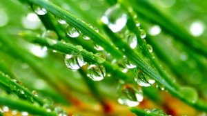 Хвоя сосны. Рецепты из сосновых иголок