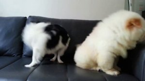 ЧАУ-ЧАУ ВСЕ О ПОРОДЕ. ИНТЕРЕСНЫЕ ФАКТЫ.