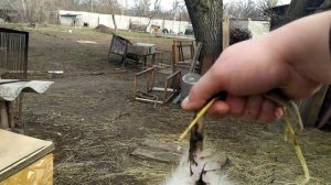 Разведение нутрий ..Купили нутрий .