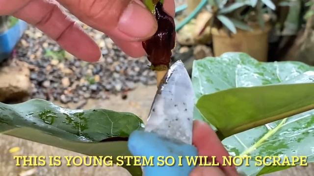 How Make Multi Branch Fiddle Leaf Fig While Rooting смотреть онлайн