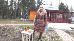 ПОСАДКА ФЛОКСА. ФЛОКС МЕТЕЛЬЧАТЫЙ