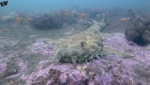 Австралийская ковровая акула или ВОББЕГОНГ!!! Такой акулы вы не видели!