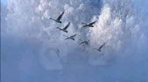 Полёт Кондора