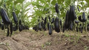 дарко ф1 баклажан