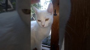 что с кошачьим носом? 🤦♀️🤔😱нос засыхает у кошки ? к ветеренару?