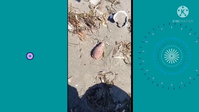 ЯПОНСКОЕ МОРЕ.   ЧТО ЭТО?