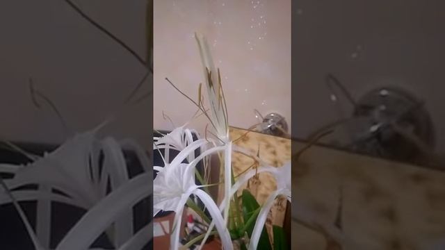 Описание Расцвел цветок Гименокаллис смотреть онлайн