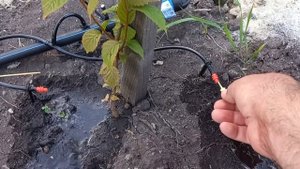 Работа капельниц Gardena и их прочистка при необходимости.