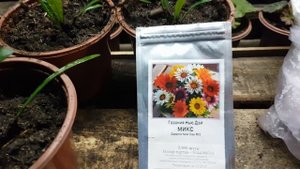 ГАЗАНИЯ СУПЕР  ПОДКОРМКА ДЛЯ РОСТА? Газания чем подкормить. Чем удобрять гацанию.