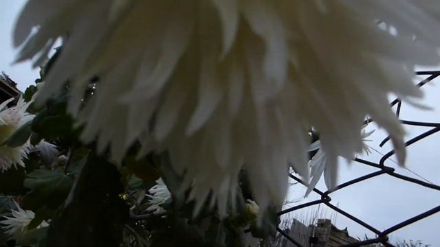 Хризантема бледно салатовая с жёлтой серединой. смотреть онлайн