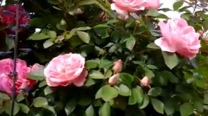 Розы Morden Centennial и Prairie Joy цветение 2018