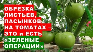 Обрезка листьев и пасынков на помидорах - это и есть "зелёные операции" на растениях