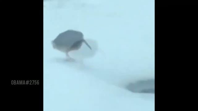 киви танцует