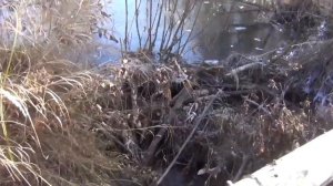 В Красивой снежной тайге Сибири Жили 3 дня На снегу Следы Медведя Шатуна, Лося Ледяные плотины бобр