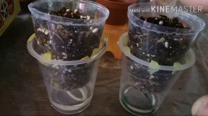 Пересадка стрептокарпусов на фитиль! Продолжение разговора о почве для посадки.