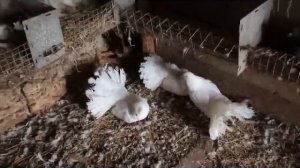 Вертячка (Ньюкаслская болезнь) у голубей Ч.2