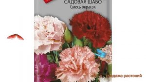 Гвоздика садовая Шабо Смесь окрасок ? обзор: как сажать, семена гвоздики Шабо Смесь окрасок