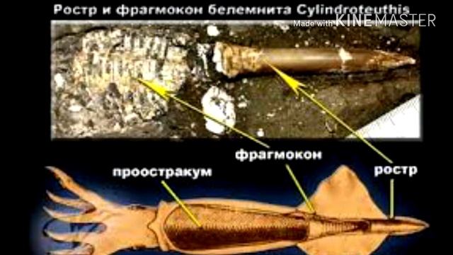 БЕЛЕМНИТЫ - В ПОИСКАХ ОКАМЕНЕЛОСТЕЙ.