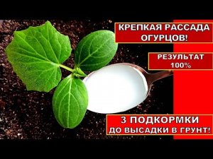 РАССАДА ОГУРЦОВ КРЕПНЕТ НА ГЛАЗАХ!ТРИ ПОДКОРМКИ РАССАДЫ ОГУРЦОВ и Уход. Огурцы завалят вас зеленцами