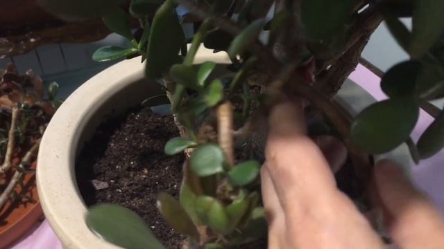 Обрезка денежного дерева (толстянки) смотреть онлайн