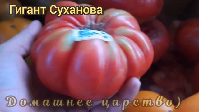 ТОМАТЫ - эти сорта не подвели! смотреть онлайн