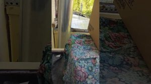 птенцы, дрозд, кормление птенца дрозда, птицы, дрозд выкормыш,