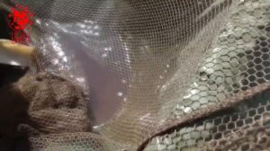 Ловля карпа на pop-up