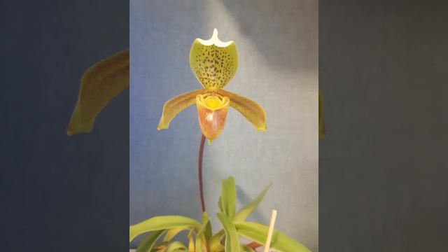 Пафиопедилум или Венерин башмачок. Первое цветение