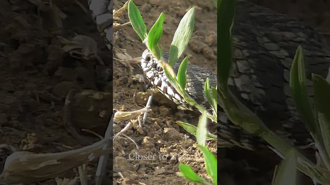 Восточная Cтепная гадюка / Vipera renardi / Steppe Viper смотреть онлайн