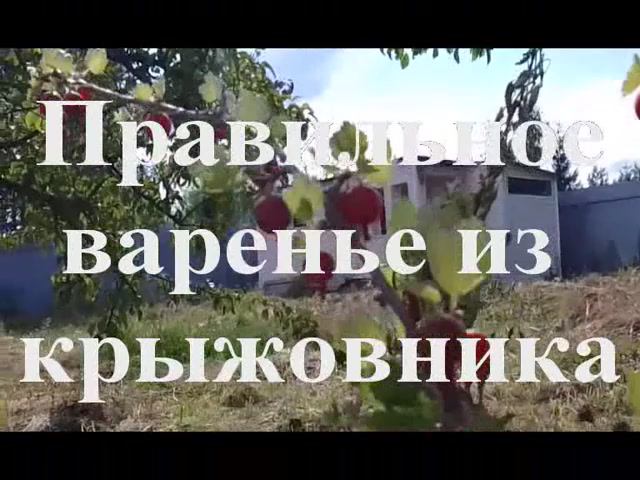 Календарь дачника. Июль. Правильное варенье из крыжовника варим быстро. Ленивые рецепты