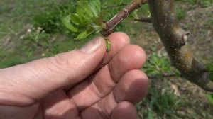 РЕЗУЛЬТАТЫ УЛУЧШЕННОЙ ОКУЛИРОВКИ ЯБЛОНИ И ПЕРСИКА