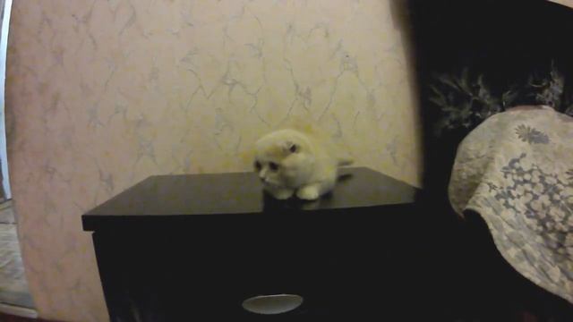 Жизнь кота. Знакомство с котенком Кексом.