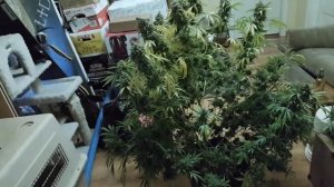 Northern Lights Autoflower indoor grow