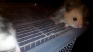 Разведение хомяков дома! Часть 1, ЗНАКОМСТВО. Reproduction of hamsters. Cheria 1