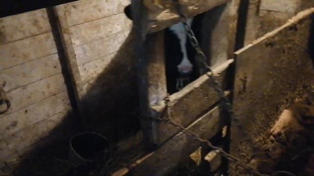 Катумские ягнята вес в месяц. Делаем выщеп и биркуем. смотреть онлайн