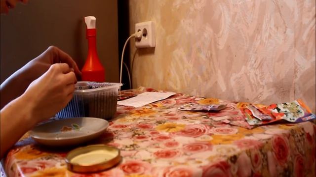 Выращивание рассады петунии из семян. Часть 1